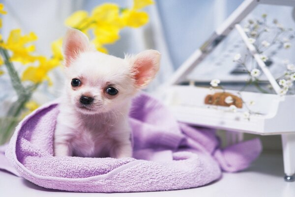 Petit chiot se trouve sur une serviette pourpre