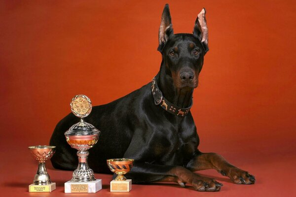 Dog doberman cups red background