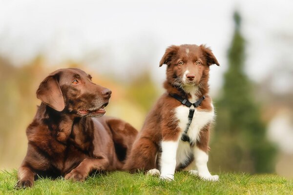 Rasse eines Hundes auf dem Rasen