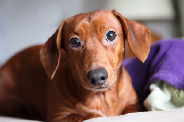 Brown dachshund looks at the camera