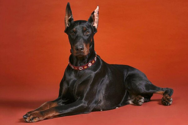 Doberman nero si trova su sfondo rosso