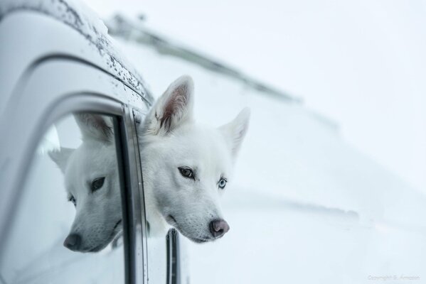 Look vodka chien albinos