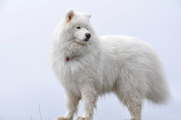 Biały puszysty Samoyed na białym tle