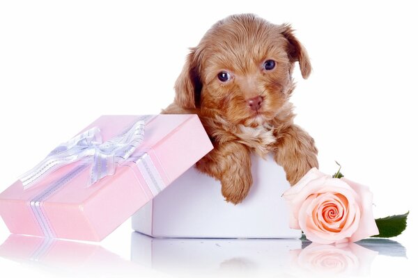 Hund in einer Geschenkbox mit Blumen