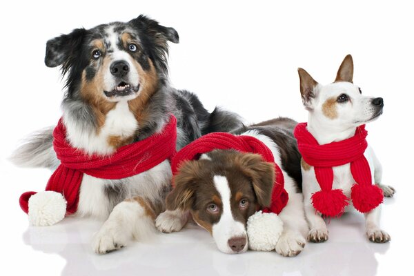 Tres perros con bufandas rojas festivas