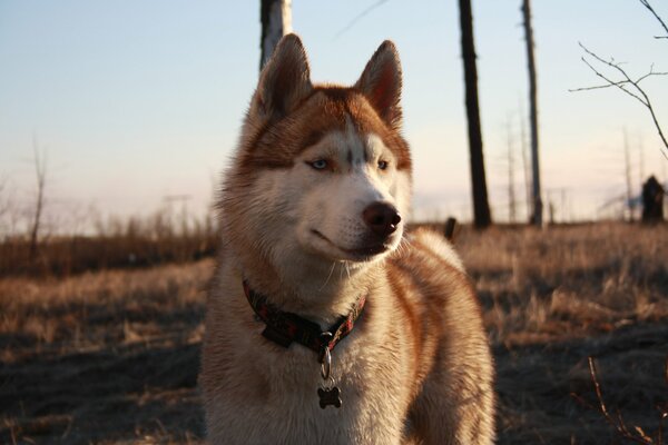 Husky, der durch die Weiten der Tundra geht