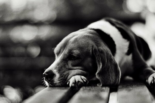 A sad dog is lying on a bench