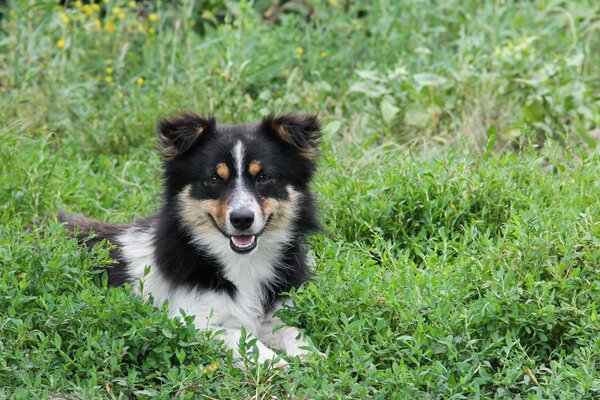 A joyful dog is lying in the grass