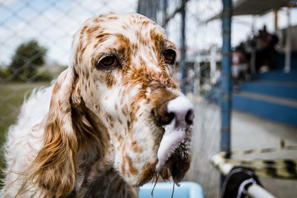 Der Hund ist der treueste Freund