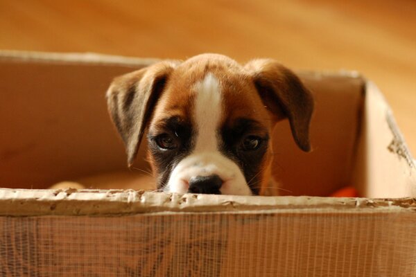 Chiot assis dans une boîte en carton