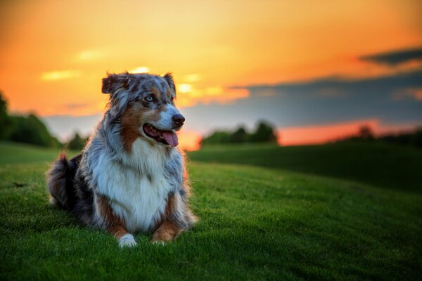 Beautiful landscape, Australian Shepherd