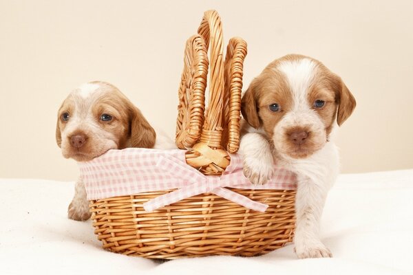 Two puppies sitting in a basket