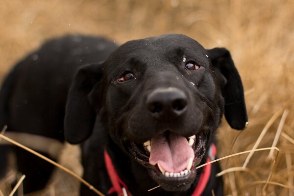 A big black dog in the middle of the field