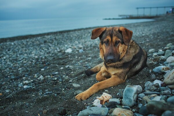 Triste chien couché sur le rivage