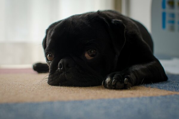 La triste mirada de un Pug tumbado en el Suelo