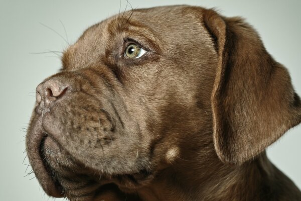 Retrato de un perro en primer plano