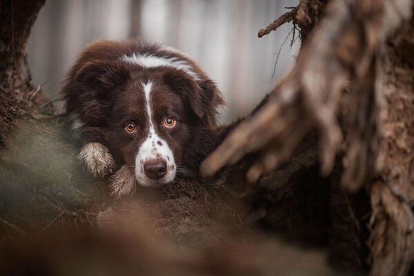 Perro en el bosque