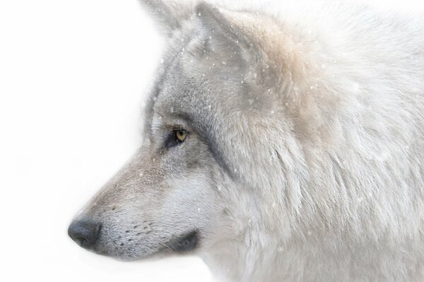 Loup blanc regarde au loin