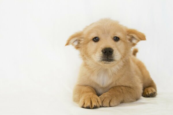 A little scared puppy on a white background