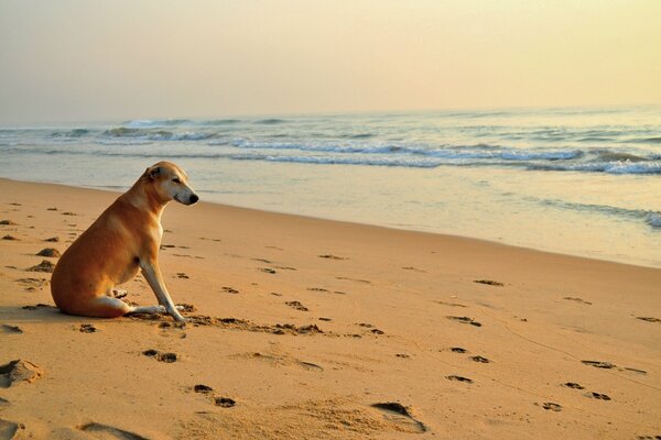 Собака на пляже, смотрит на волны