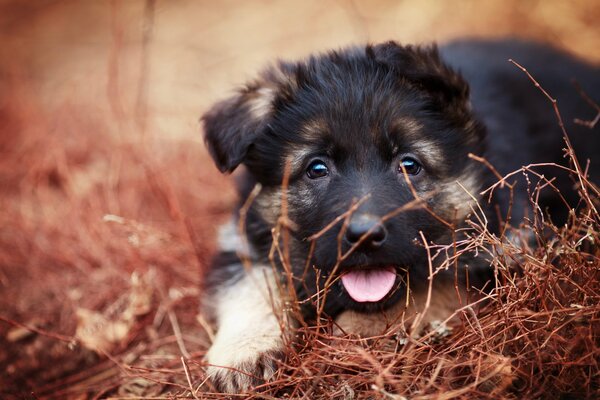 German Shepherd puppy in the grass