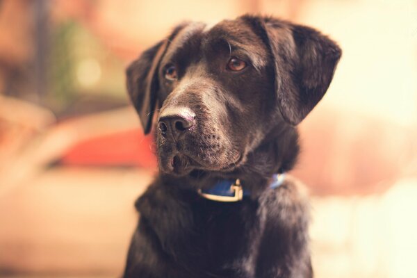 Un chien dévoué, un chien ami de l homme