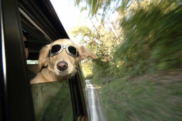 Chien à lunettes dans le train, dans le vent