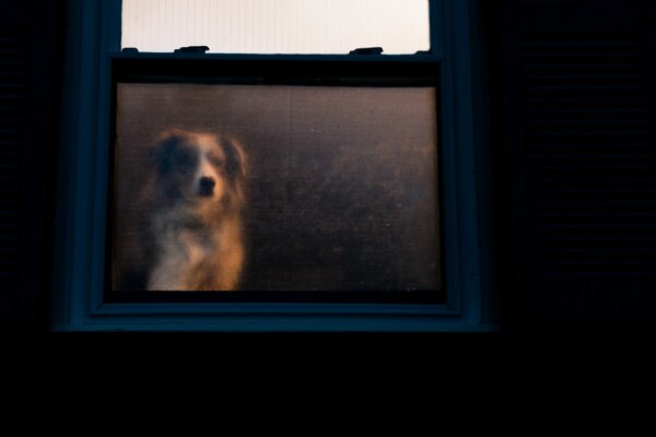 Il cane sarà più fedele dell uomo