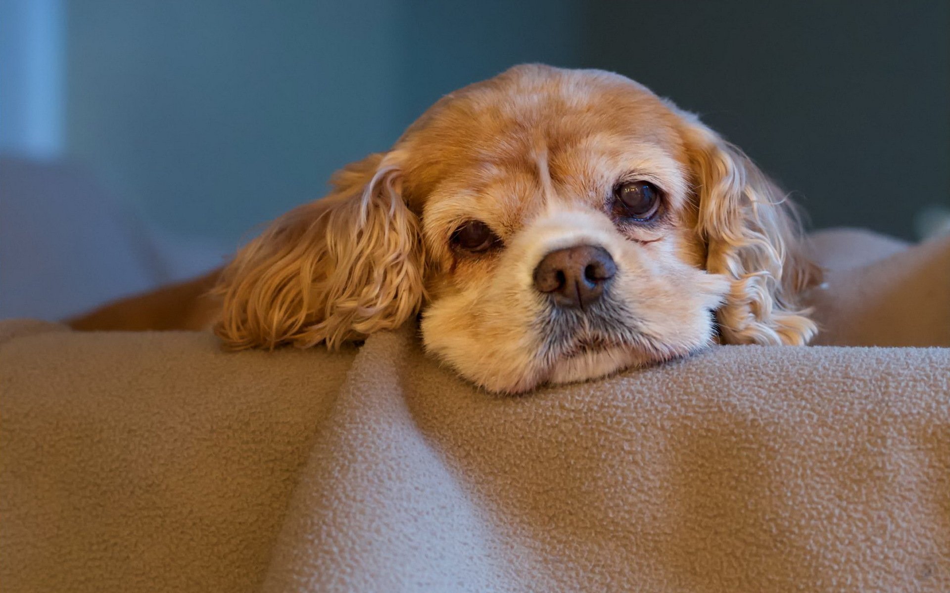 hund blick freund