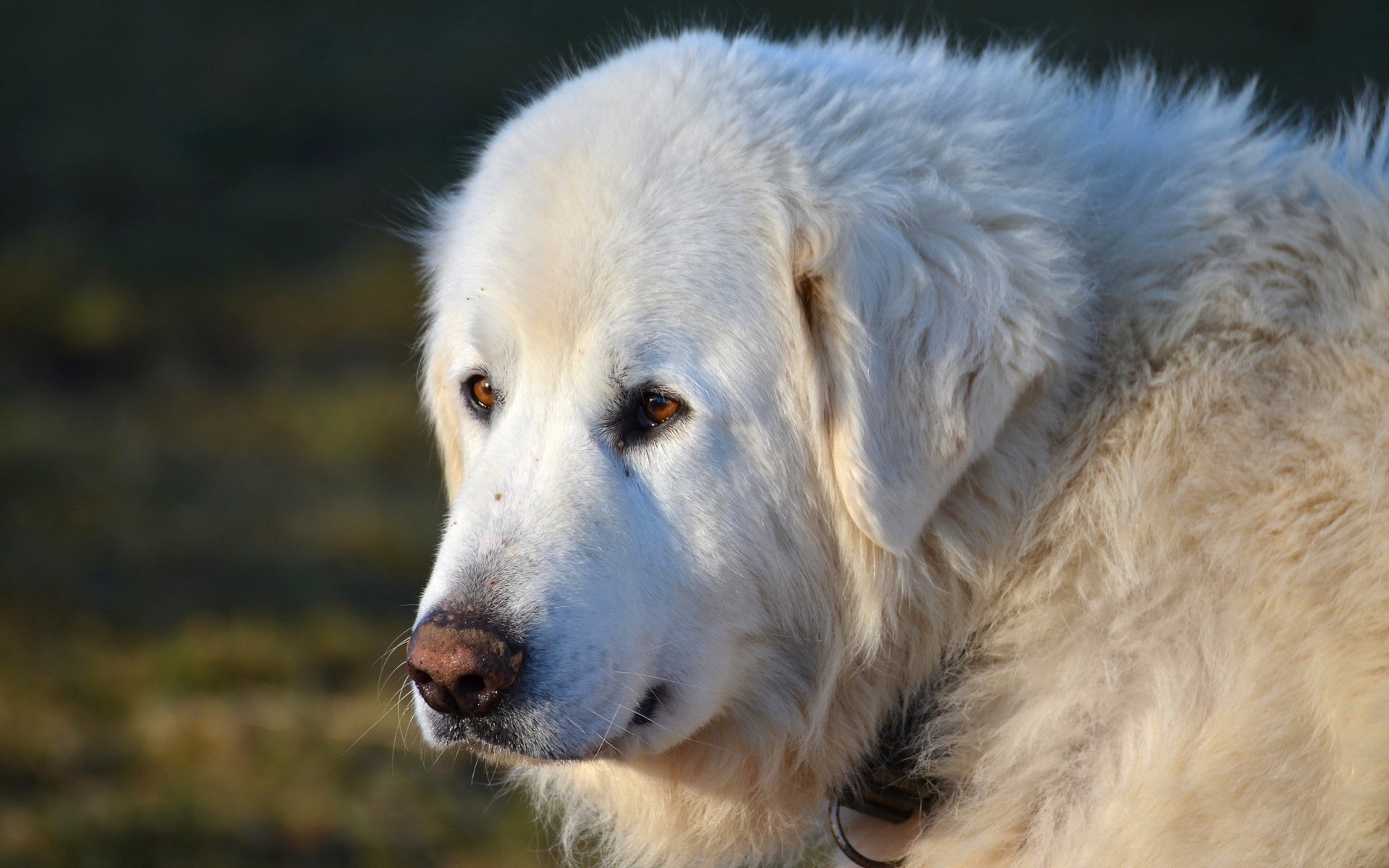 cane sguardo amico