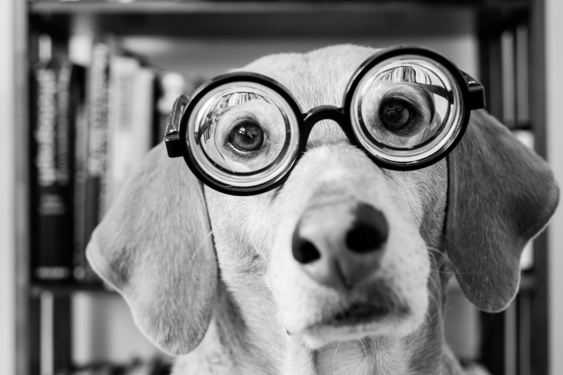 chien vue lunettes museau noir et blanc