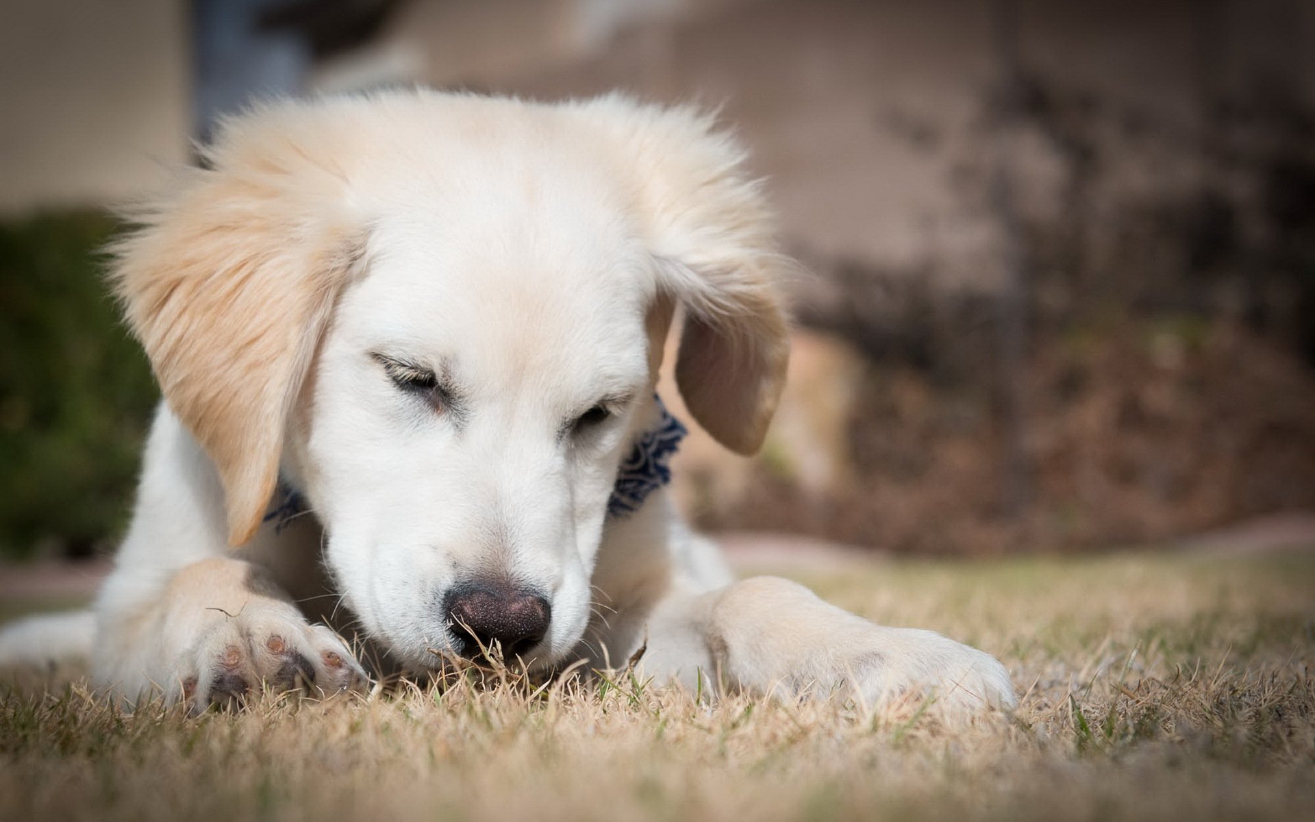 hund welpe retriever