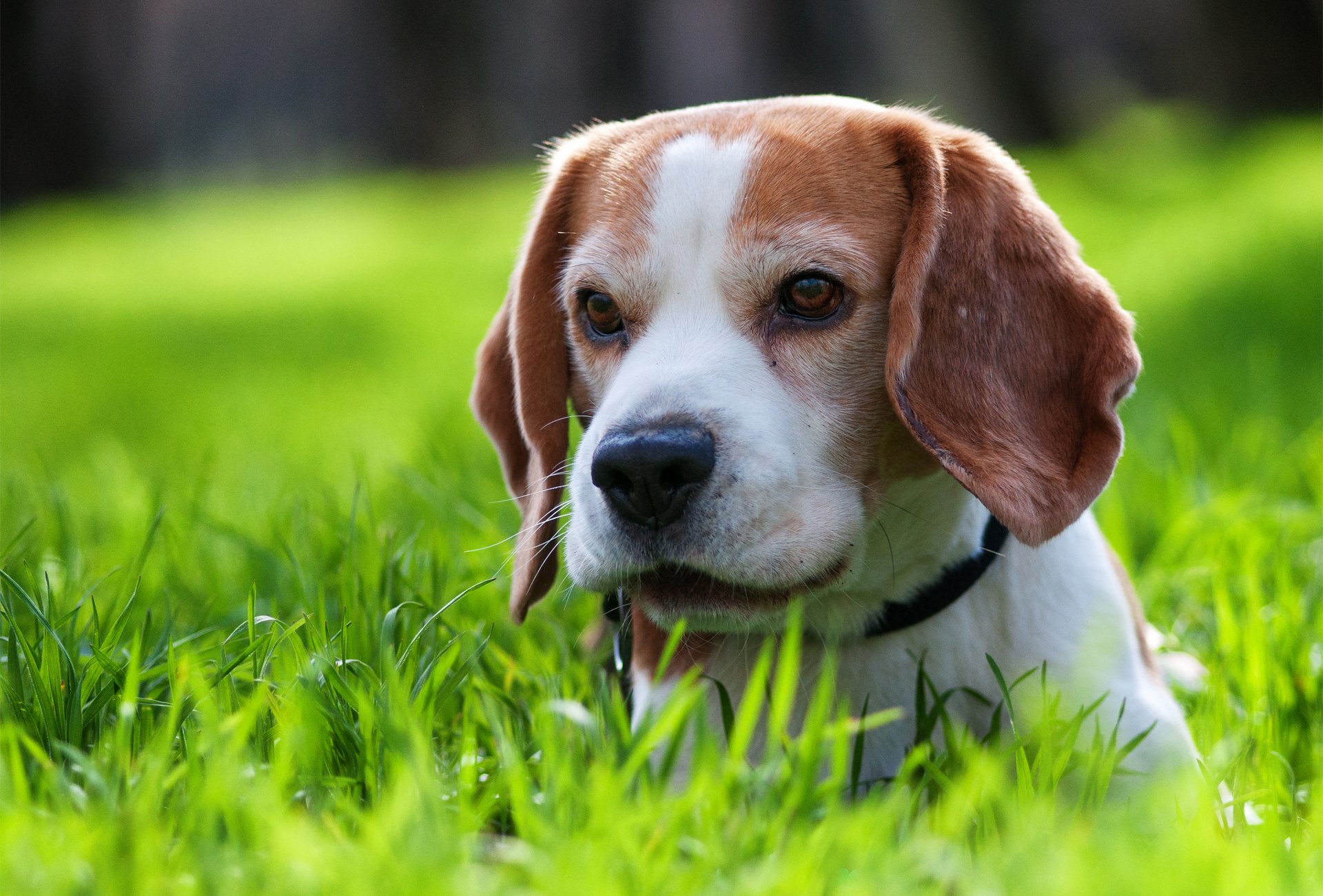 cane cucciolo erba passeggiata