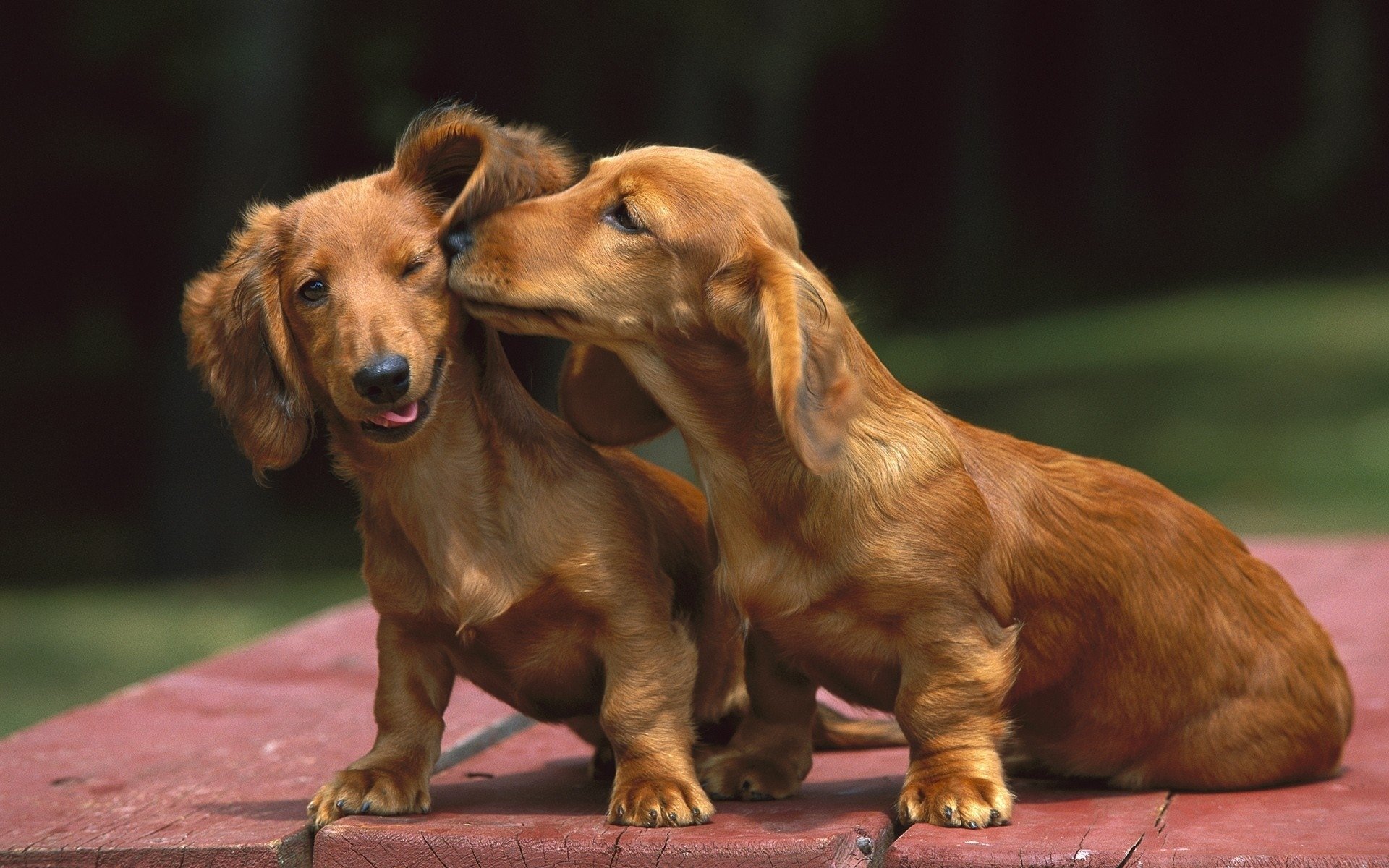 dachshund perros beso