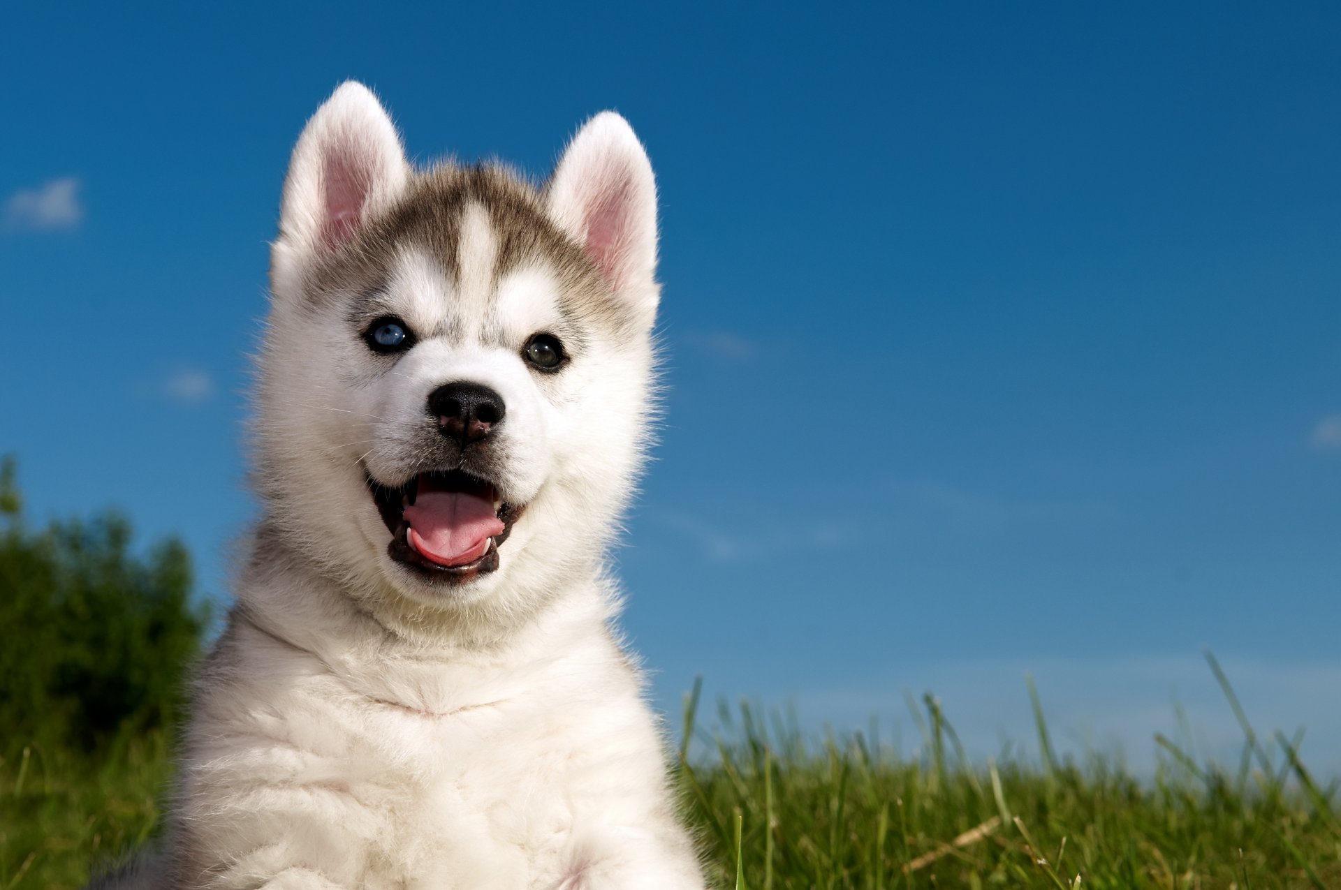 husky husky chiot herbe