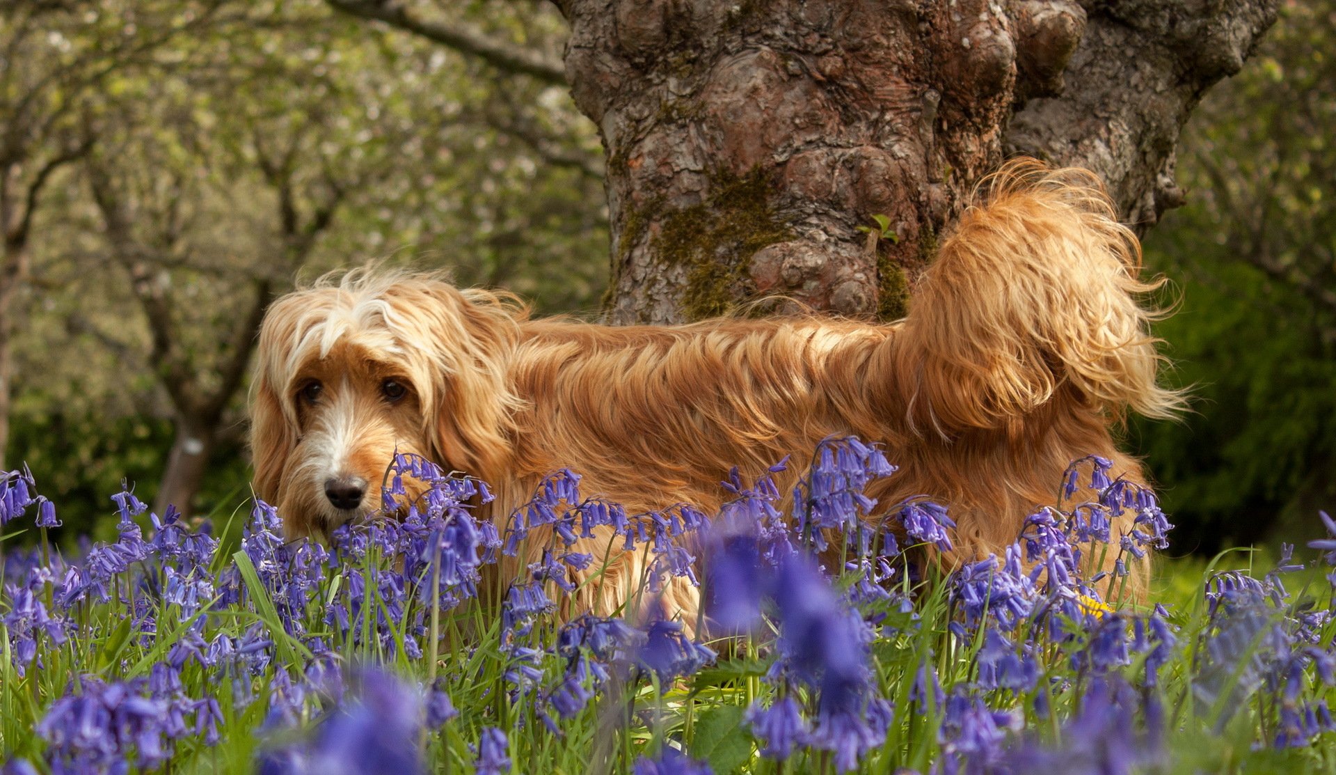 dog flower nature