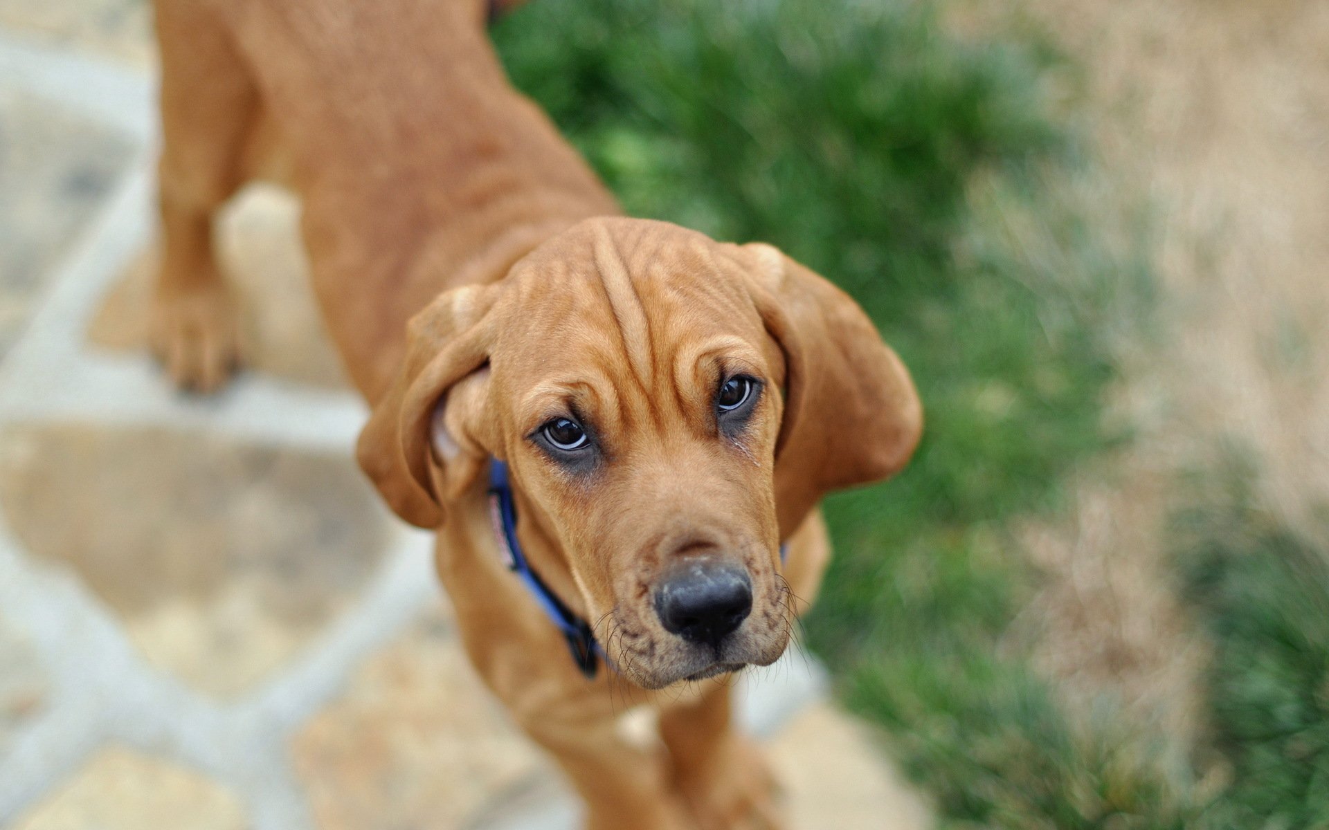 perro amigo mirada