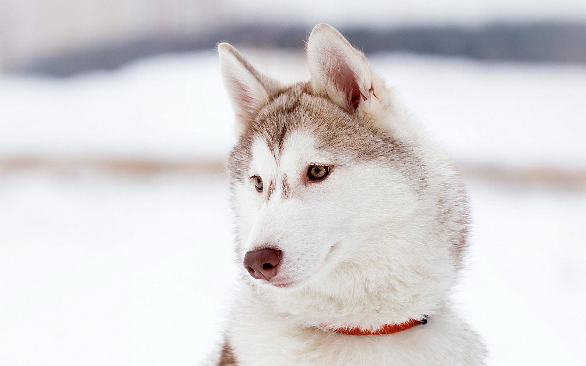 hund freund blick