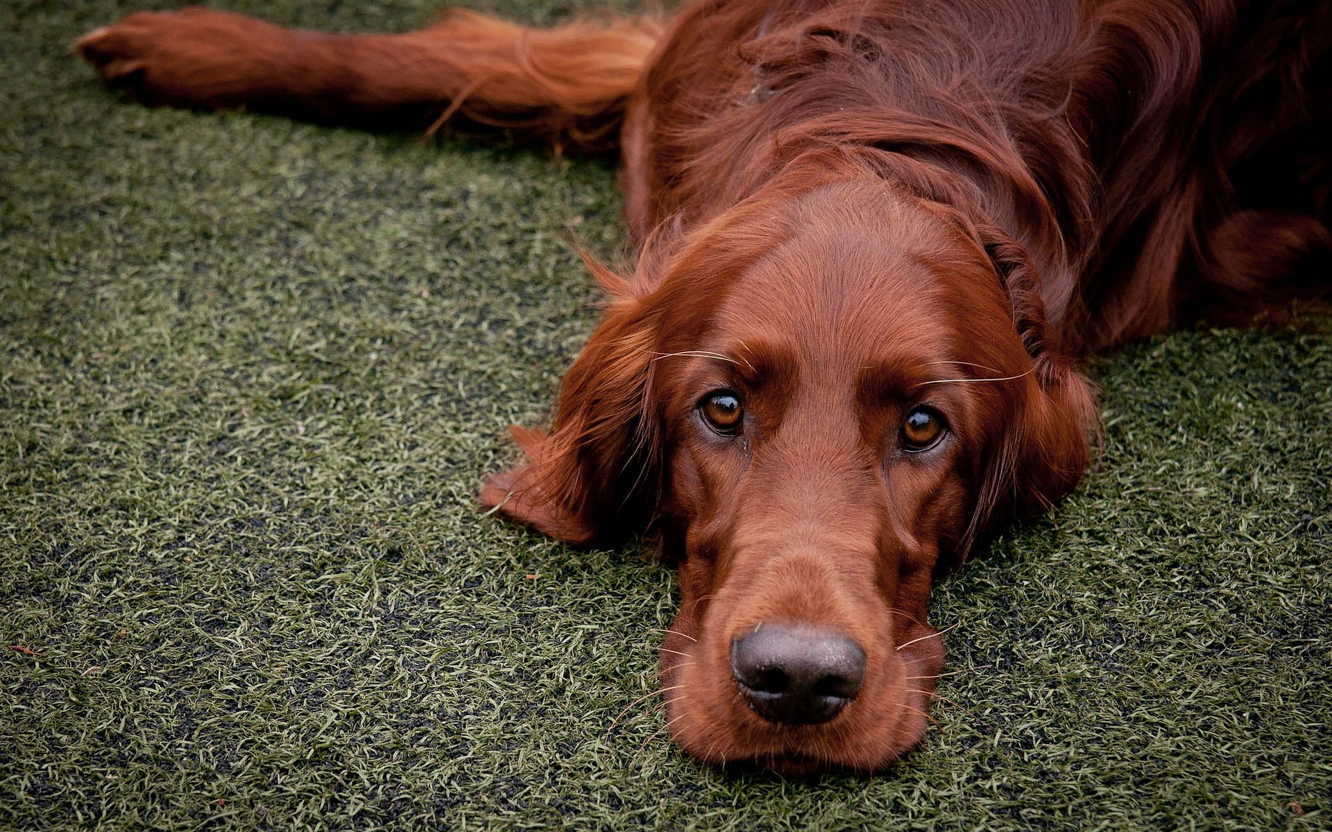 setter rojo perro amigo