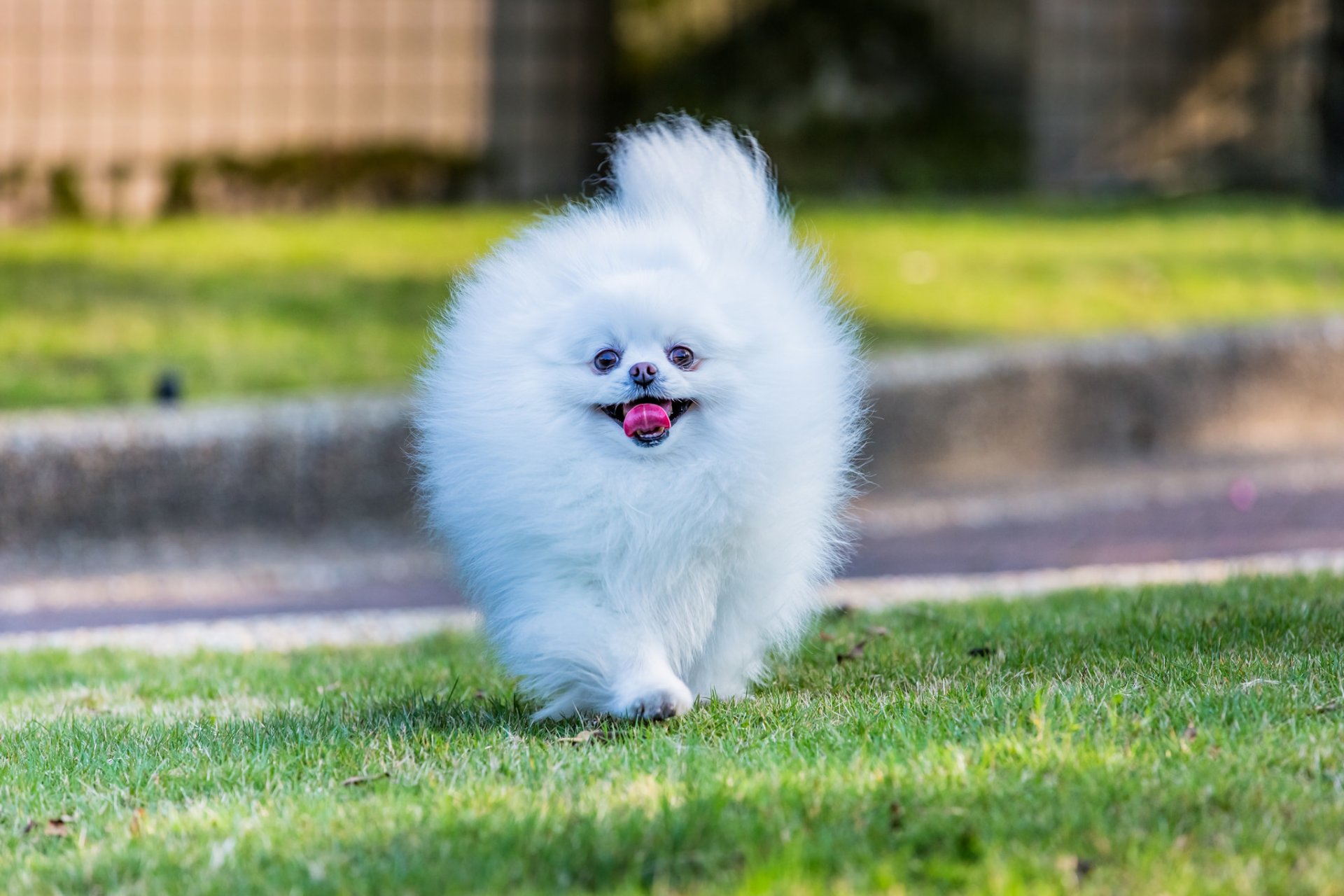 pomerania fluffy bianco cane muso