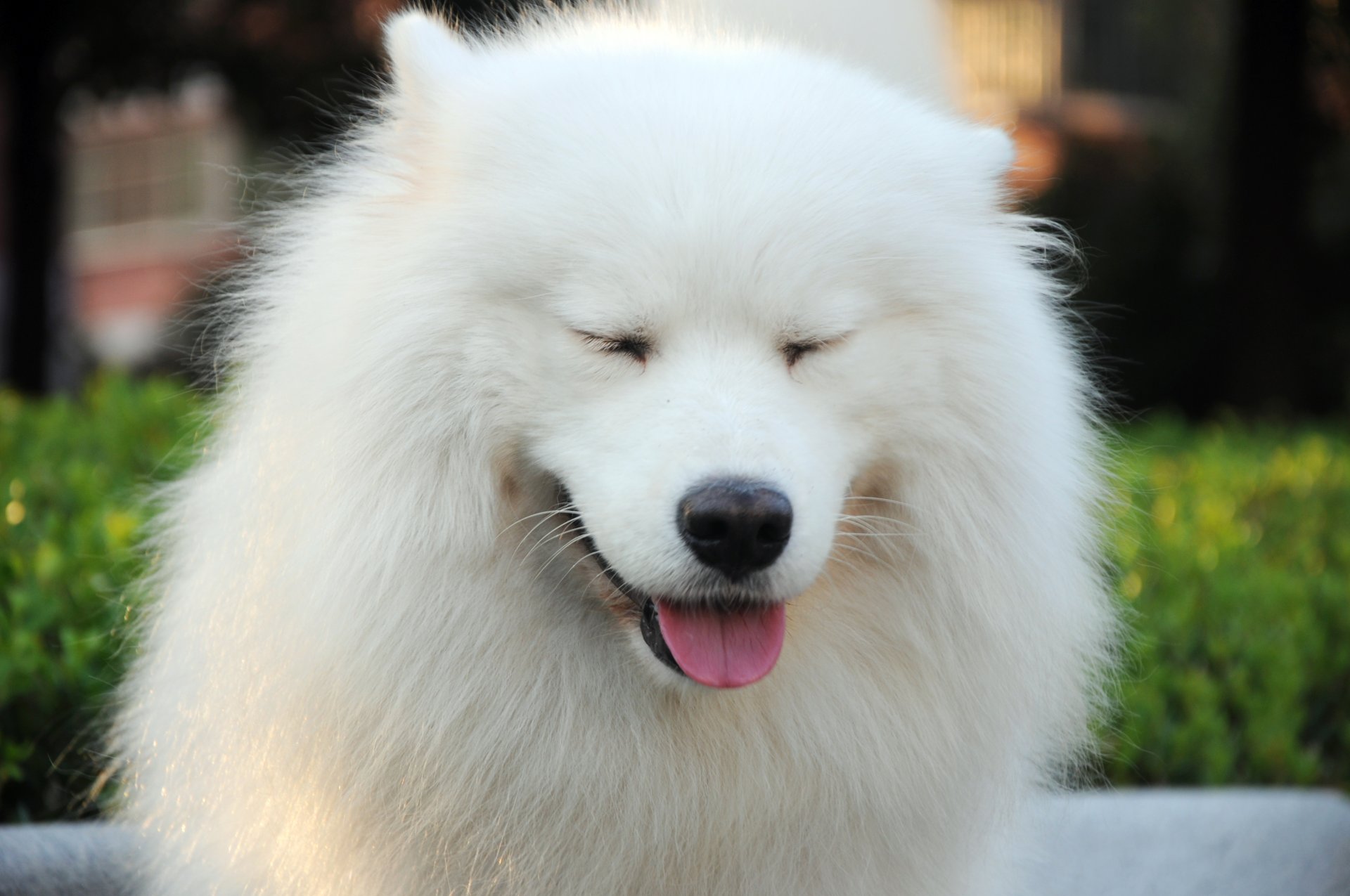 animale cane pelo muso lingua sfondo