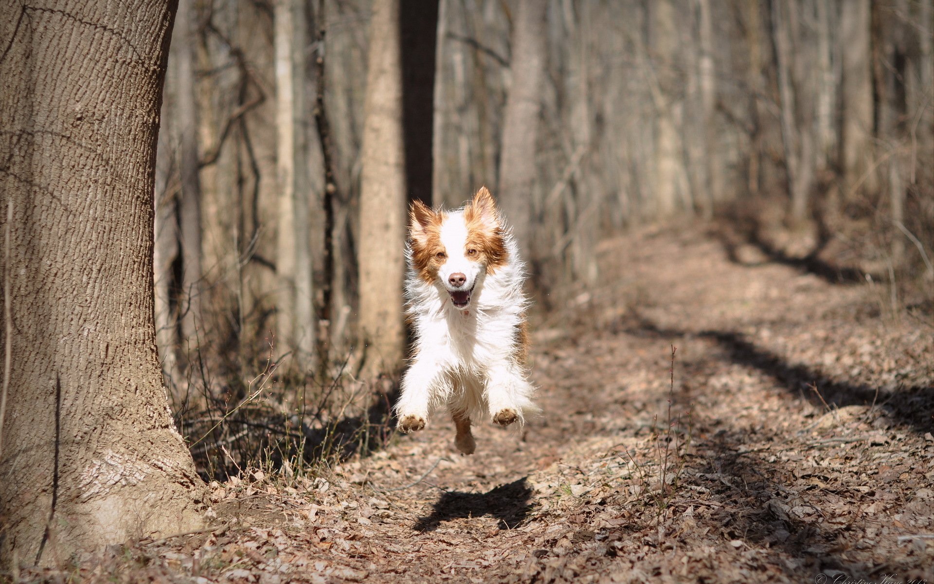 perro naturaleza correr