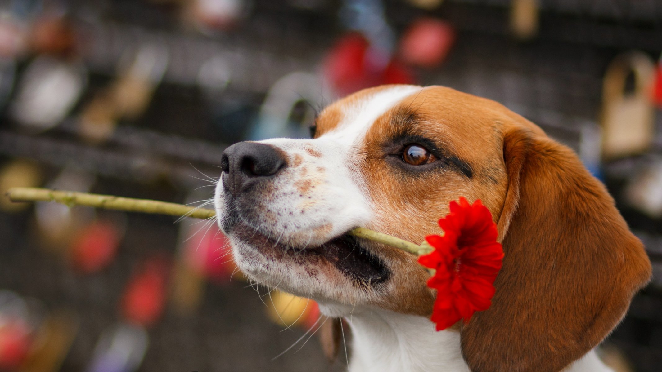 hund blume blick