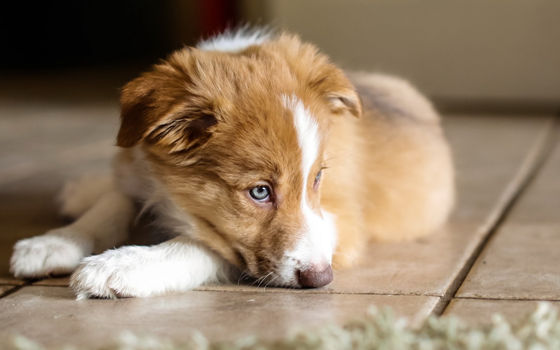 cane cucciolo casa