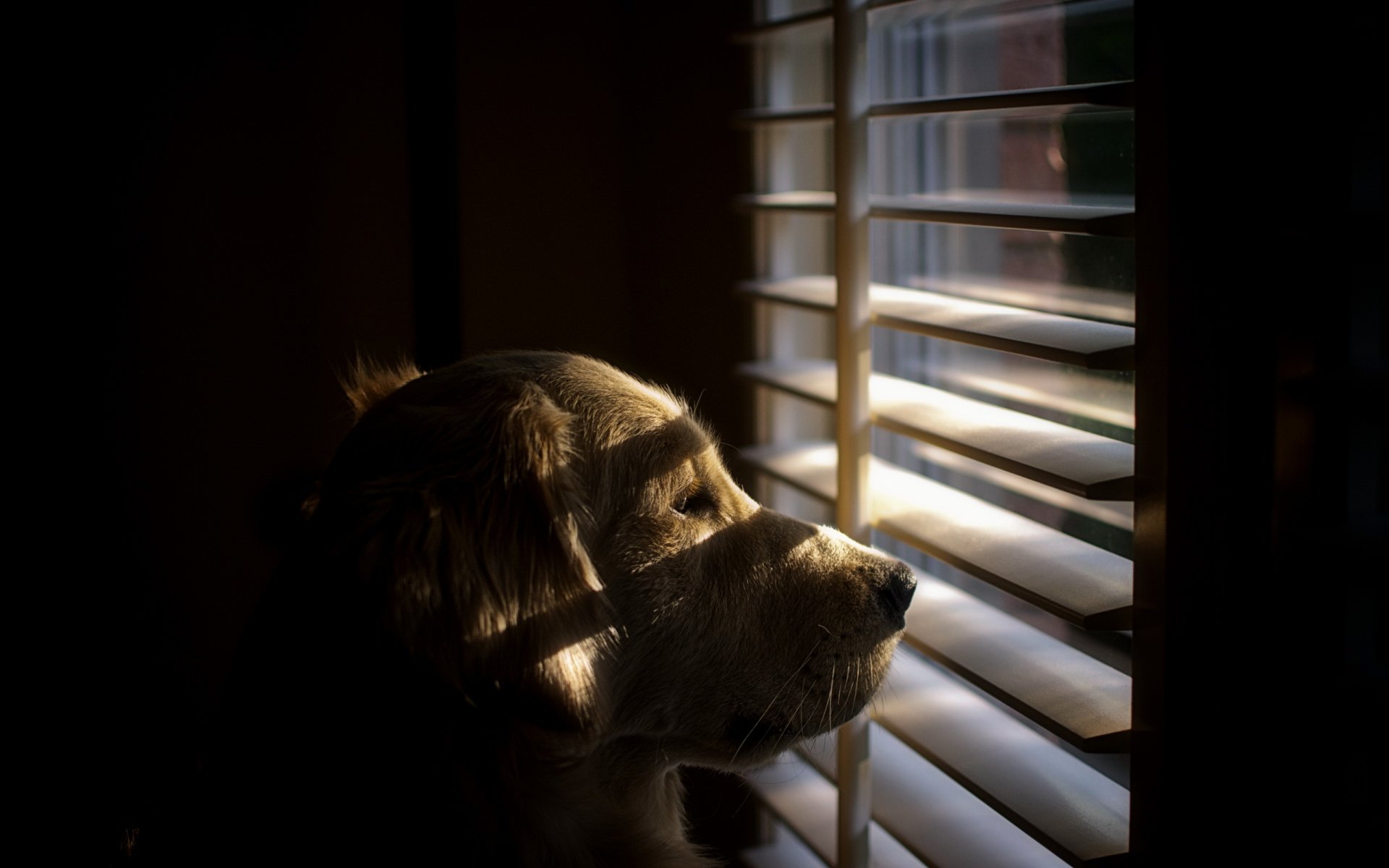 perro amigo vista ventana