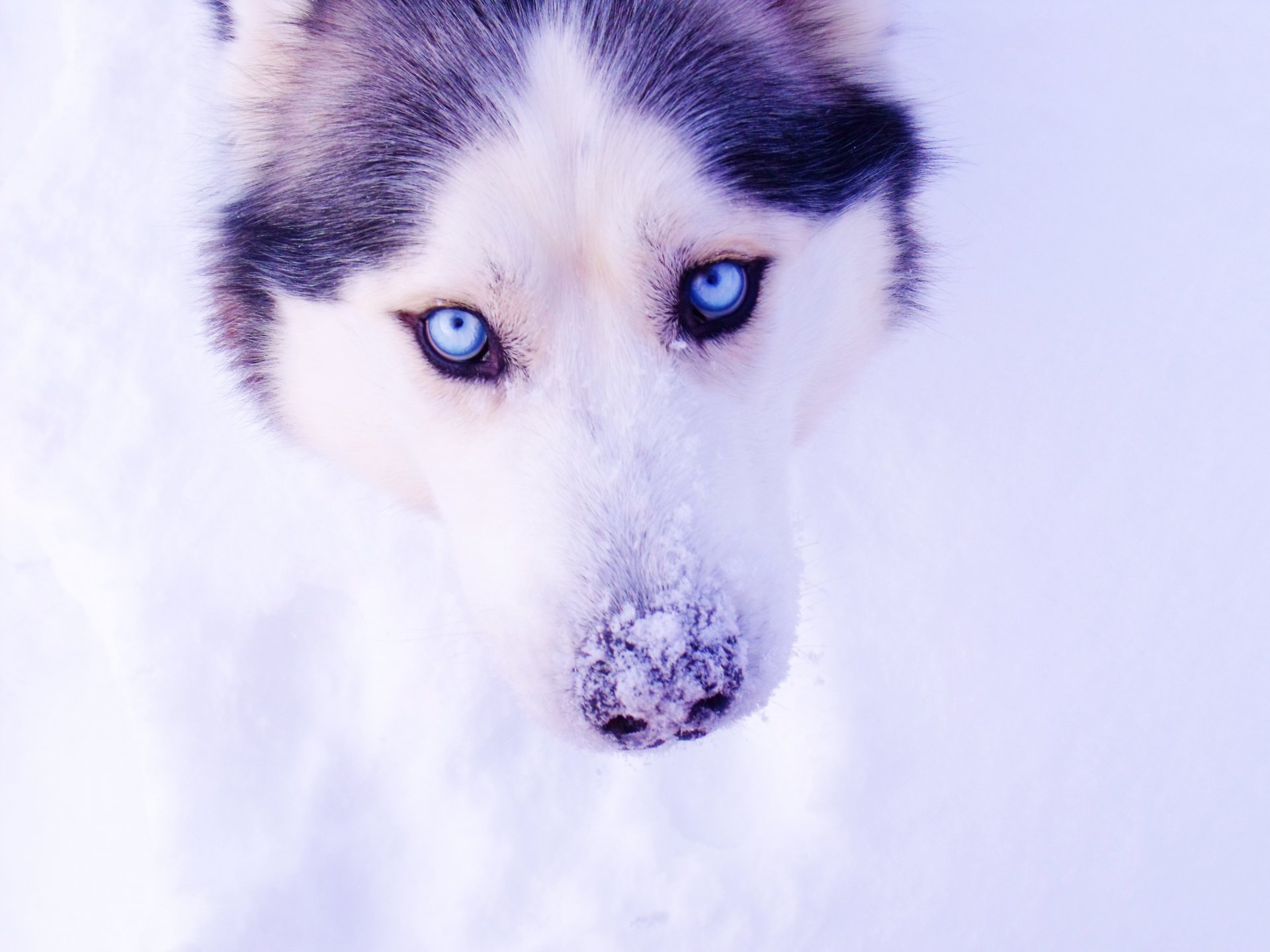 husky yeux neige