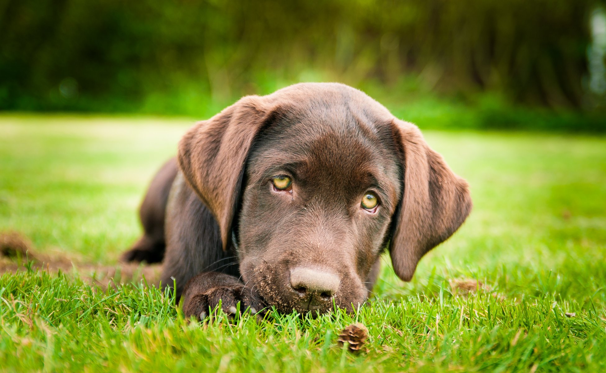 dog puppy labrador retriever brown grass foot