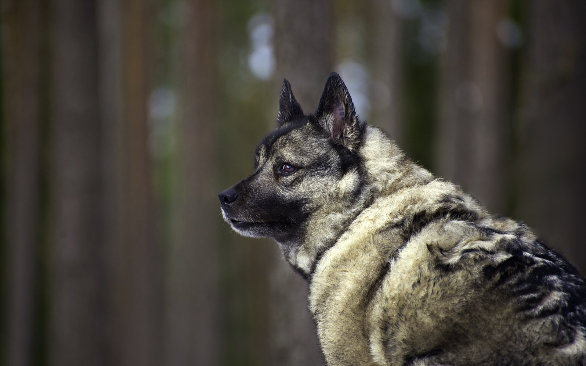 cane sguardo amico