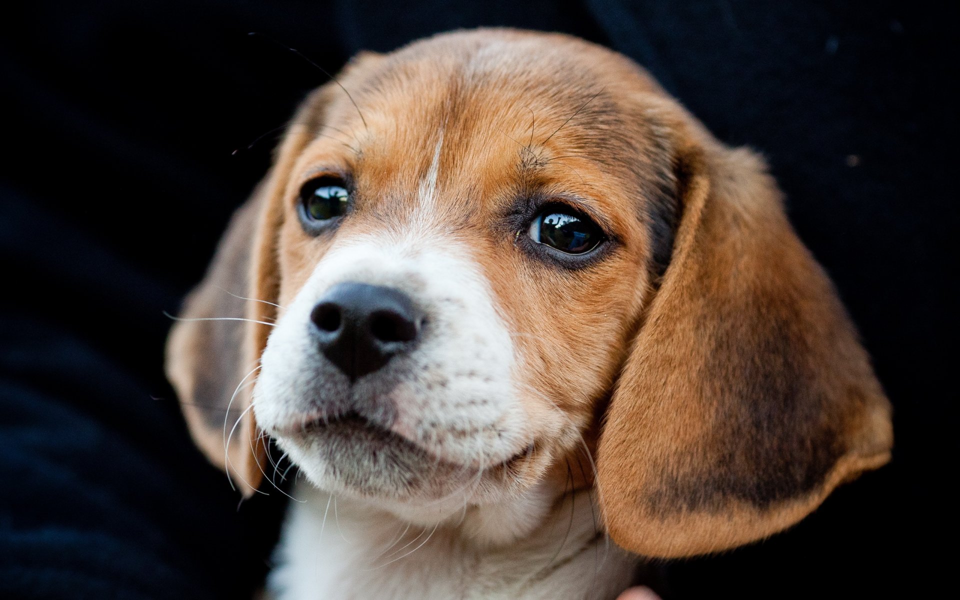 beagle cane cucciolo