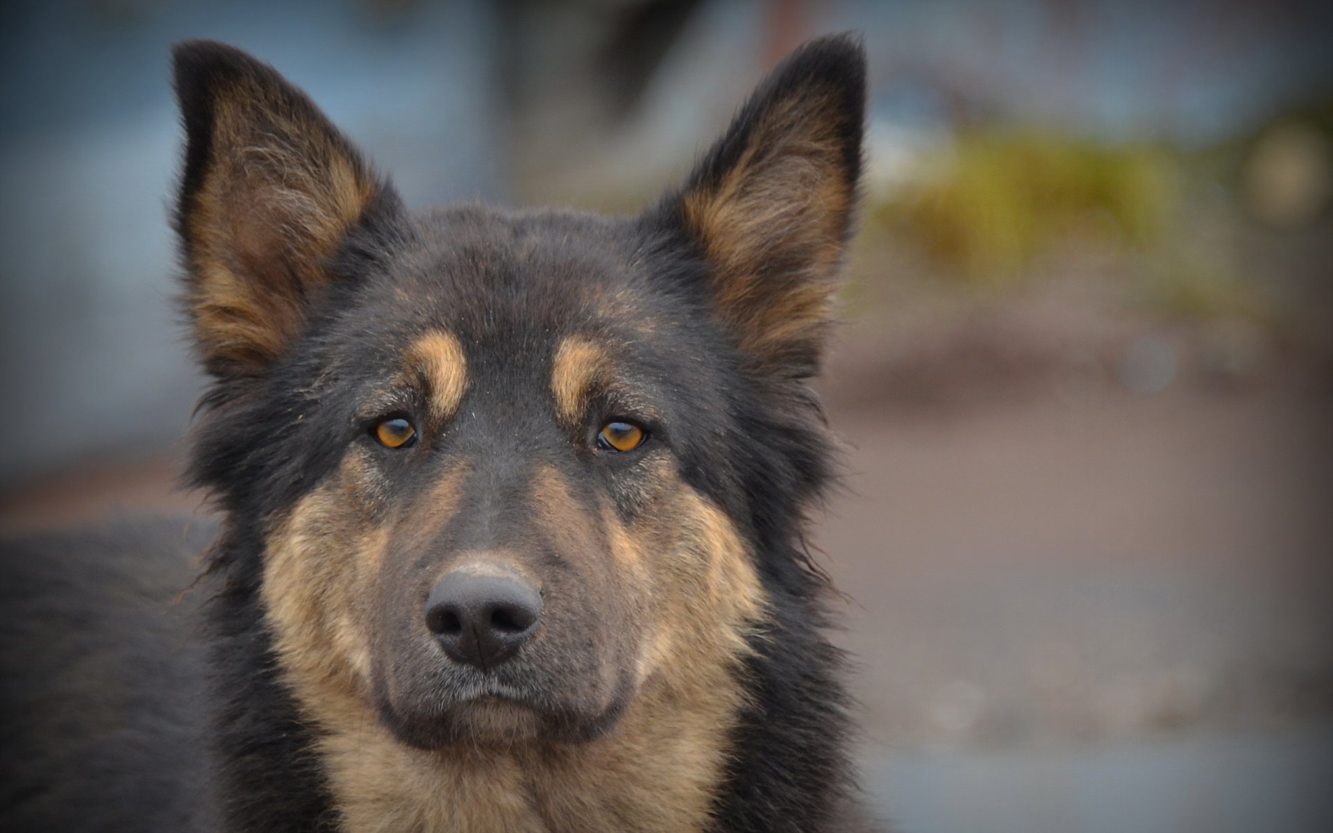 perro mirada amigo